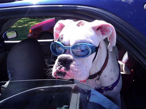 Does Your Dog Need Sunglasses
