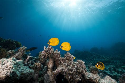 Amazing Underwater Pictures • ELSOAR