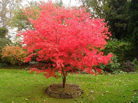 10 árboles Para Jardines Pequeños Jardinería Acer Palmatum Colorful