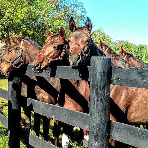 Best Of Kentucky Tours Horse Country And Bourbon Country Combined