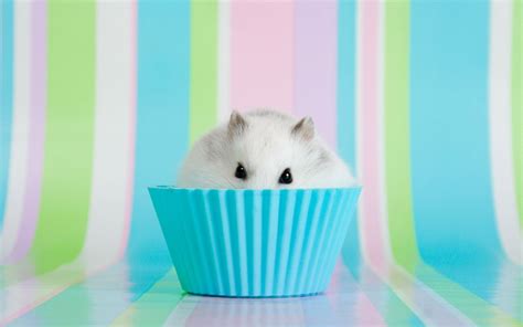 Ideas About Hamster Wallpaper On Pinterest 1600×1000 Cute Hamster