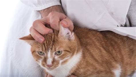 Ear Infections In Cats Symptoms Causes And Treatments Cattime In