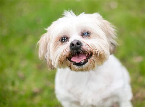 Do Shih Tzus Have Breathing Problems What The Science Tells Us Hepper
