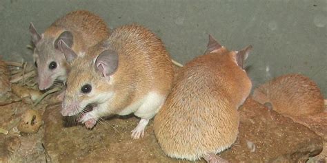 African Mouse Regenerates Lost Skin Cartilage And Hair Without