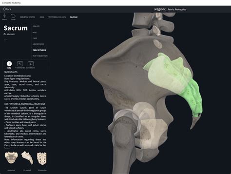 Bones: Vertebral Column, Sacrum. – Anatomy & Physiology