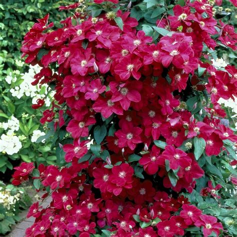 Cottage Farms Direct Vines And Climbers Rouge Cardinal Clematis Vine