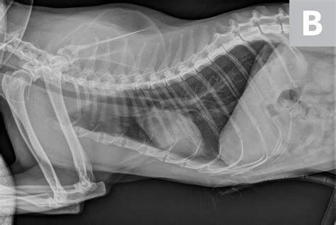 Normal Cat Thoracic Radiographs