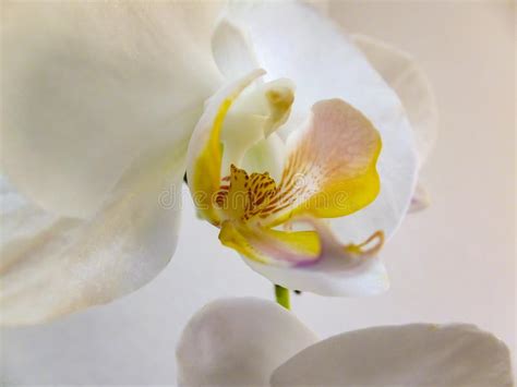 Macro Of Beautiful White Phalaenopsis Orchid Flower Head Phalaenopsis