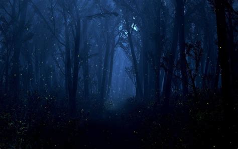 Night Time Forest Wallpapers Top Free Night Time Forest Backgrounds WallpaperAccess