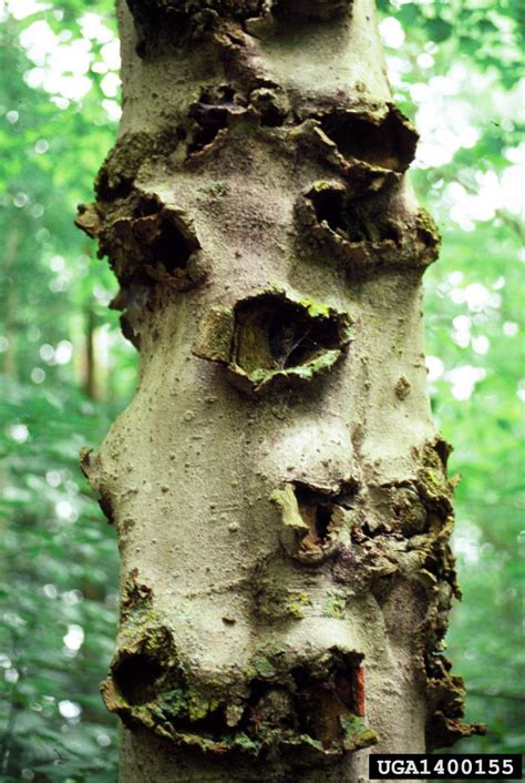 Photos Of Beech Tree Variegated Fagus Sylvatica Valitse Taulu Sunwalls
