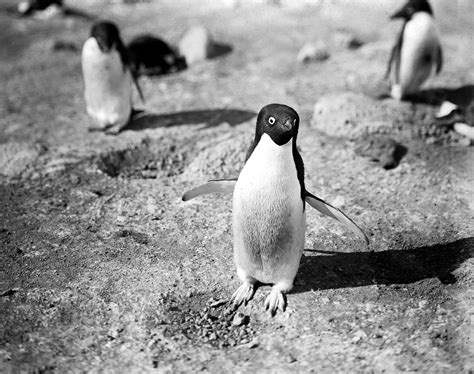World Penguin Day Historic Penguin Photos Connecticut Post
