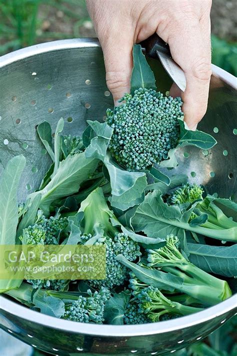 Harvesting Broccoli Stock Photo By John Swithinbank Image 0214763