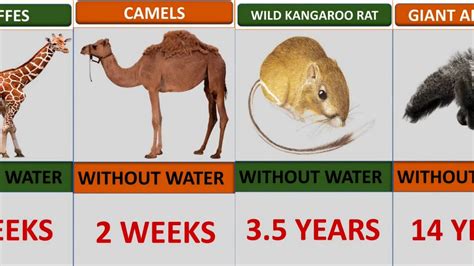 How Long Animals Can Live Without Water Youtube