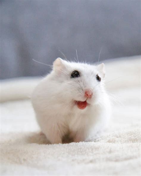 Albino Hamsters Breed Profile Photos And Care The Pet Savvy