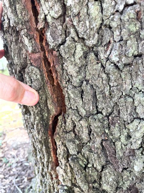 Problem With Live Oak Tree Bark Is Starting To Crack See Pictures