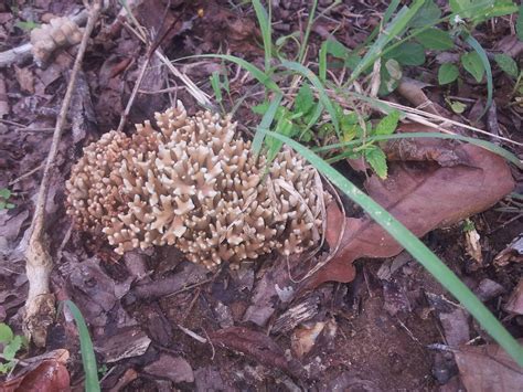 Interesting Coral Fungus Of Some Sort Mushroom Hunting And