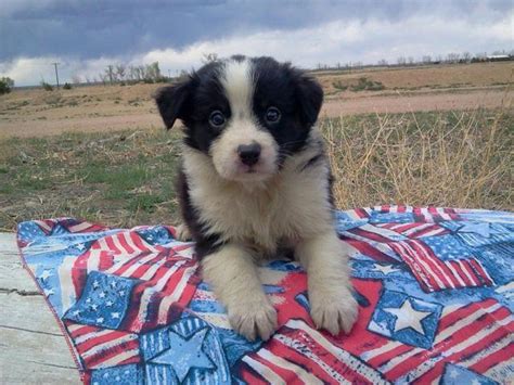 Asset kennels is a leading border collie puppy breeder in ontario, canada. Australian Shepherd/ Border Collie Puppies! for Sale in ...