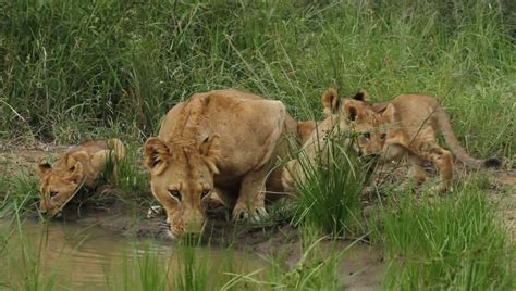 Lioness And Her Cubs Drinking Water From A River In The Wild Stock