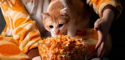 Sugar, salt, butter, caramel and some spices are among the most popular toppings. Can Cats Eat Popcorn or Is It Bad for Them? | My Pet Needs ...