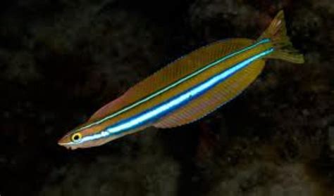 Blue Striped Blenny Information And Picture Sea Animals