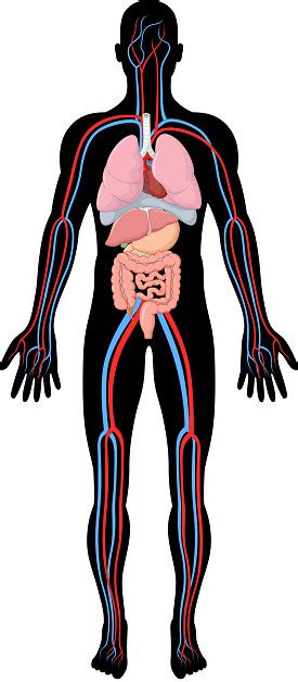 Cartoon Illustration Of Human Body Anatomy Stock Illustration