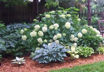 With the right planning, hostas (hosta spp.) and hydrangeas (hydrangea spp.) are perfect measure the square footage of the area in front of your foundation or in your border to ensure that you have. Annabelle Hydrangea and hostas for new back yard garden ...