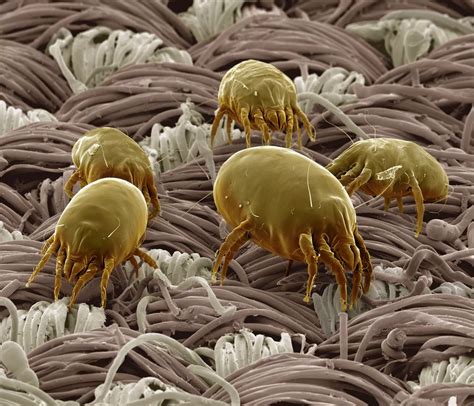 Microscope Bugs Mirror Online