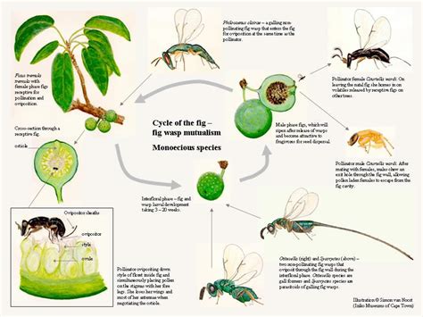 The Wasp That Cares A Fig