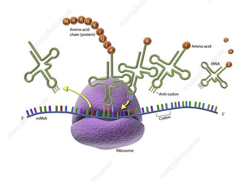 Ribosome And Protein Synthesis Diagram Stock Image C0293020