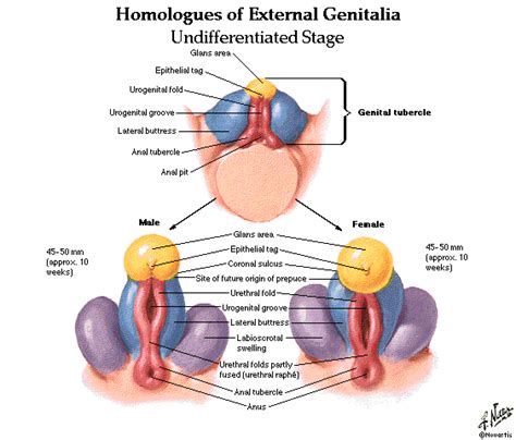 Urinary System And Male And Female Genital Systems Anatomy