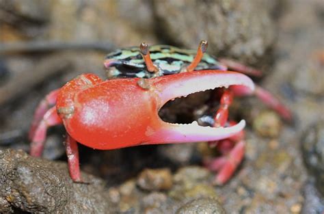 Caring For Fiddler Crabs A Comprehensive Guide