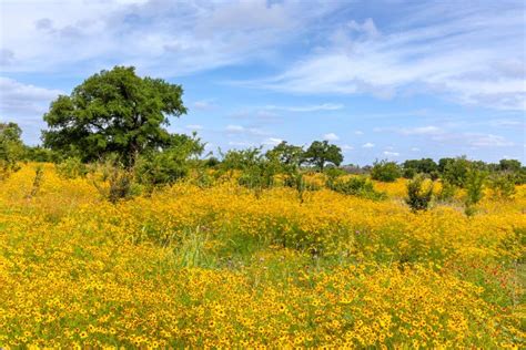 Field Of Yellow Texas Wildflowers Stock Image Image Of Trail Hill