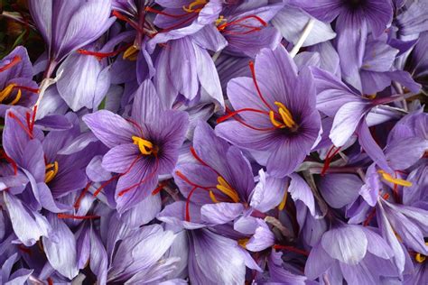 Ancient Saffron Magical Healing Powers Confirmed By Science Wake Up