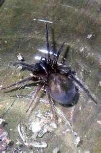Ohio Black Spiders ~ Wolf Spider