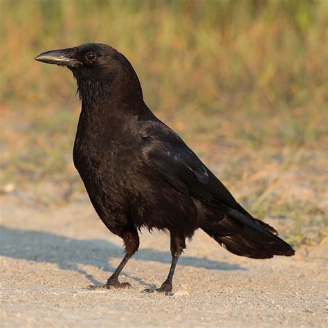 Corvus Brachyrhynchos American Crow 2 750×750