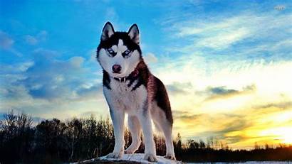 Husky Wallpapers Cool Android Techbeasts Ios
