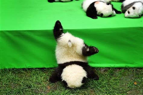 Oof This Adorable Panda Cub Face Planted After Falling From A Stage