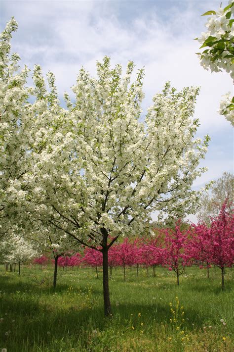 You have the beautiful white flowers which will produce no fruit and shows good disease resistance. Flowering Tree - Snowdrift Crabapple (Malus x 'Snowdrift ...