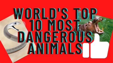 Top 10 Most Dangerous Animals Youtube