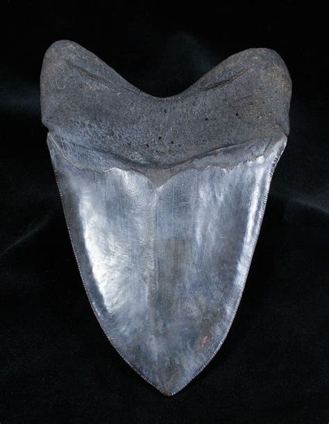 Stunning 575 Inch Georgia Megalodon Tooth For Sale 1657