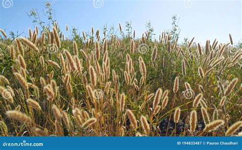 Common Reed Wetland Grass Growing Stock Image Image Of Brown