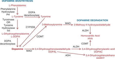 Figure 1 [metabolic Pathway Of Dopamine Synthesis ] Parkinson’s Disease Ncbi Bookshelf