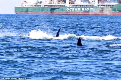 Gruesome Footage Shows Two Killer Whales Attacking A Dolphin Daily