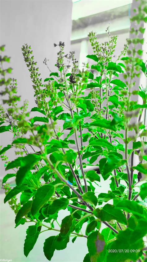 4k Free Download Tulasi Plant Green Nature Walllpaper Hd Phone Wallpaper Peakpx