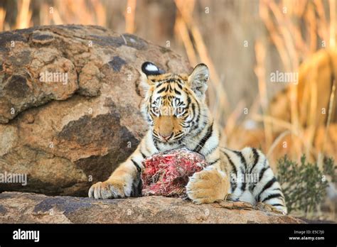 Tiger Meat Eat Hi Res Stock Photography And Images Alamy