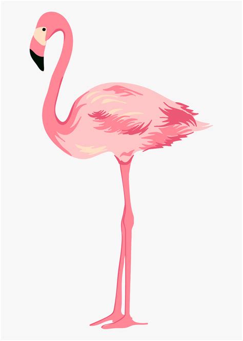 Flamingo Png Transparent Png Kindpng