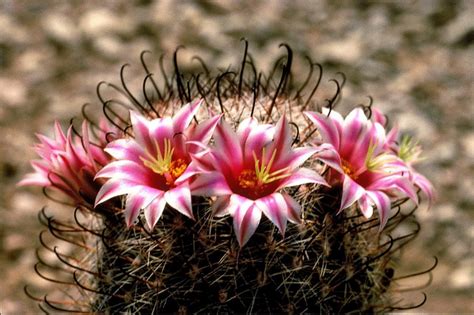 Top 5 Most Beautiful Cactus Flowers
