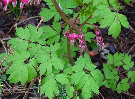 We did not find results for: How to Grow: Bleeding Hearts- Growing and Caring for ...