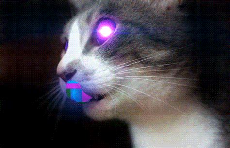 Laser Cat Kitten  Wiffle