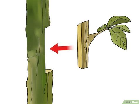 5 Ways To Graft A Tree Injertos De Plantas Cultivo De árboles